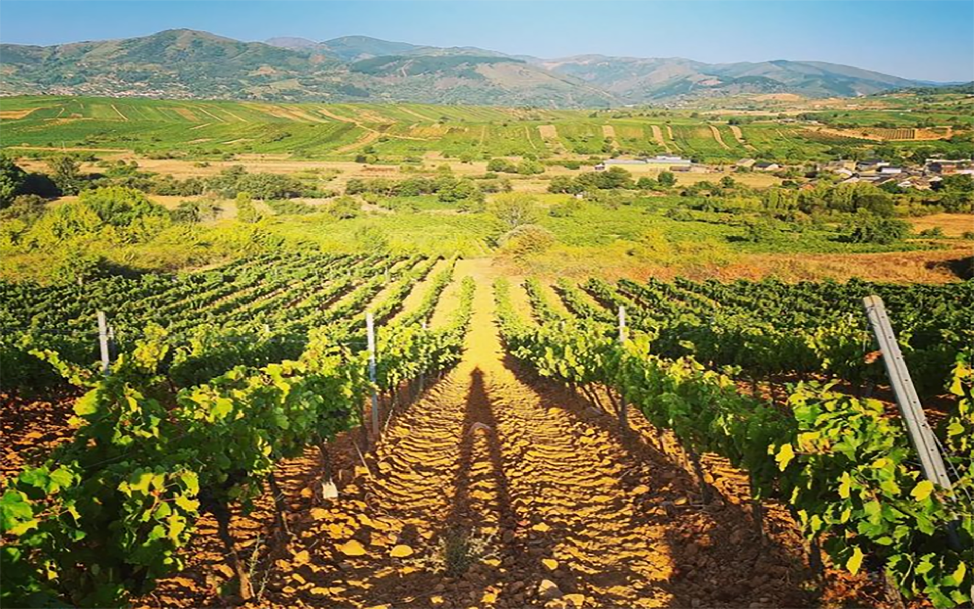 Vineyards-Domaine-Alain-Graillot